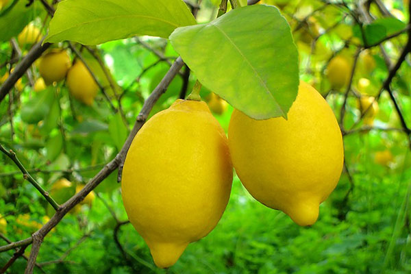 Lemons thumbnail image