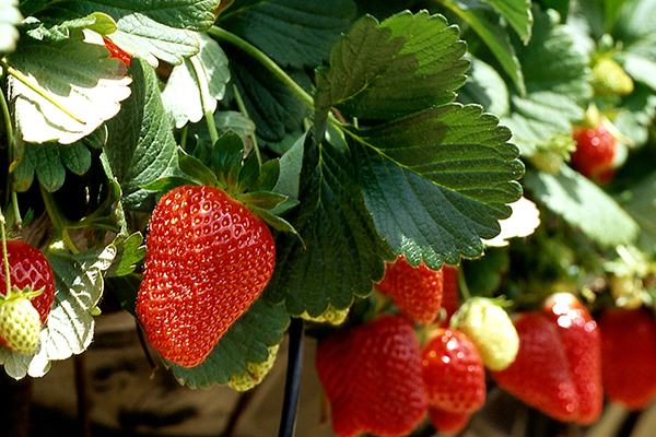 Strawberries thumbnail image