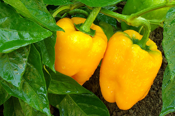 Peppers thumbnail image