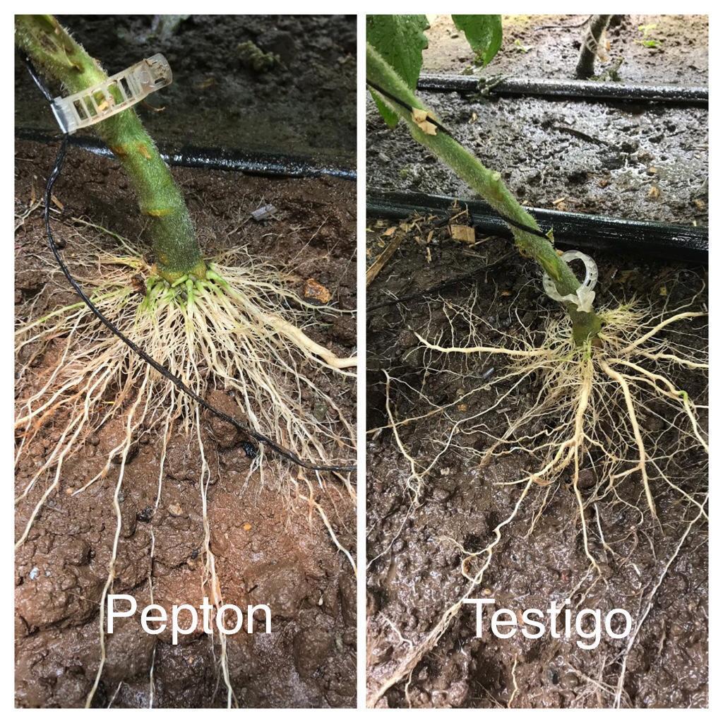 Tomato rooting with and without Pepton