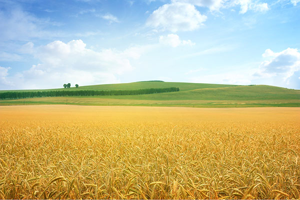 Wheat and Barley thumbnail image