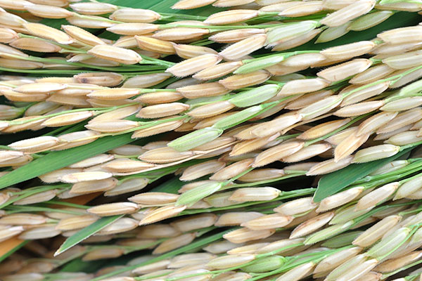 Rice - US thumbnail image