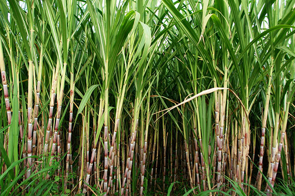Sugar Cane - US thumbnail image