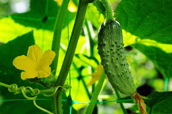 Cucumbers - US thumbnail image
